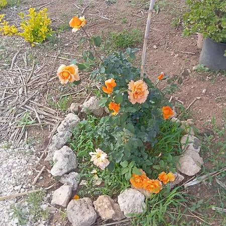 Lägenhet Casolare Giardino Aiarella-assunta *