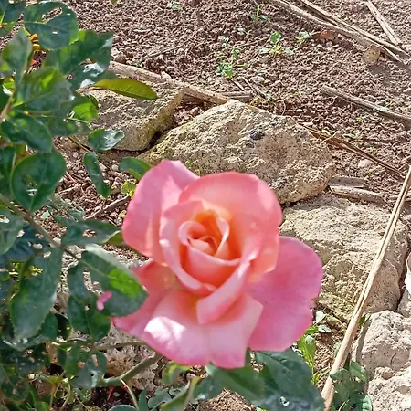 Casolare Giardino Aiarella-assunta Lägenhet *
